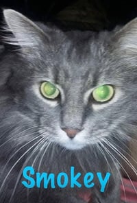Smokey - Photo 3