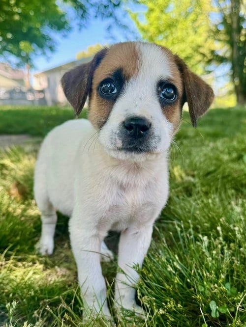GUMDROP (M) - Hound available for adoption