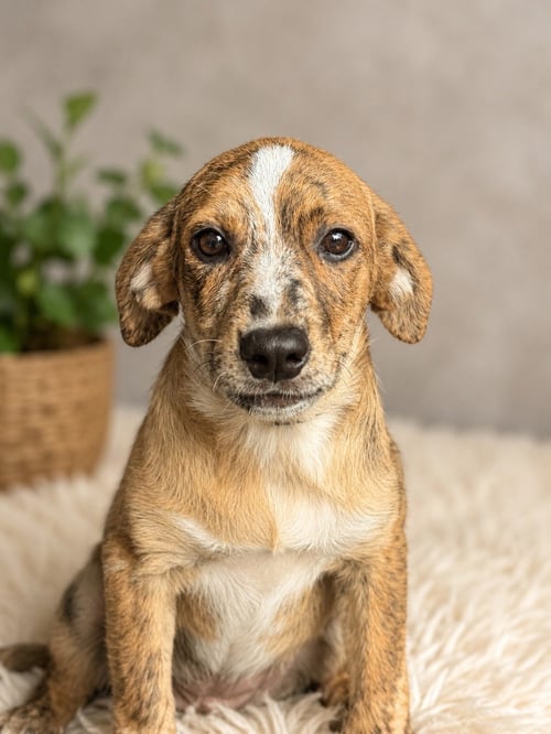 TWISTER (M) - Australian Shepherd available for adoption