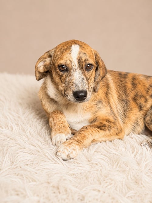 TWISTER (M) - Australian Shepherd available for adoption