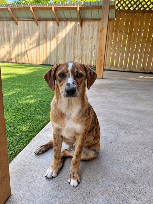 TWISTER (M) - Australian Shepherd available for adoption