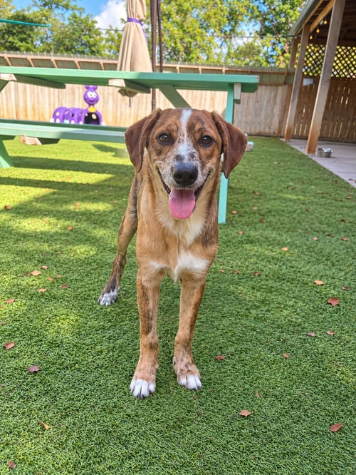 TWISTER (M) - Australian Shepherd available for adoption