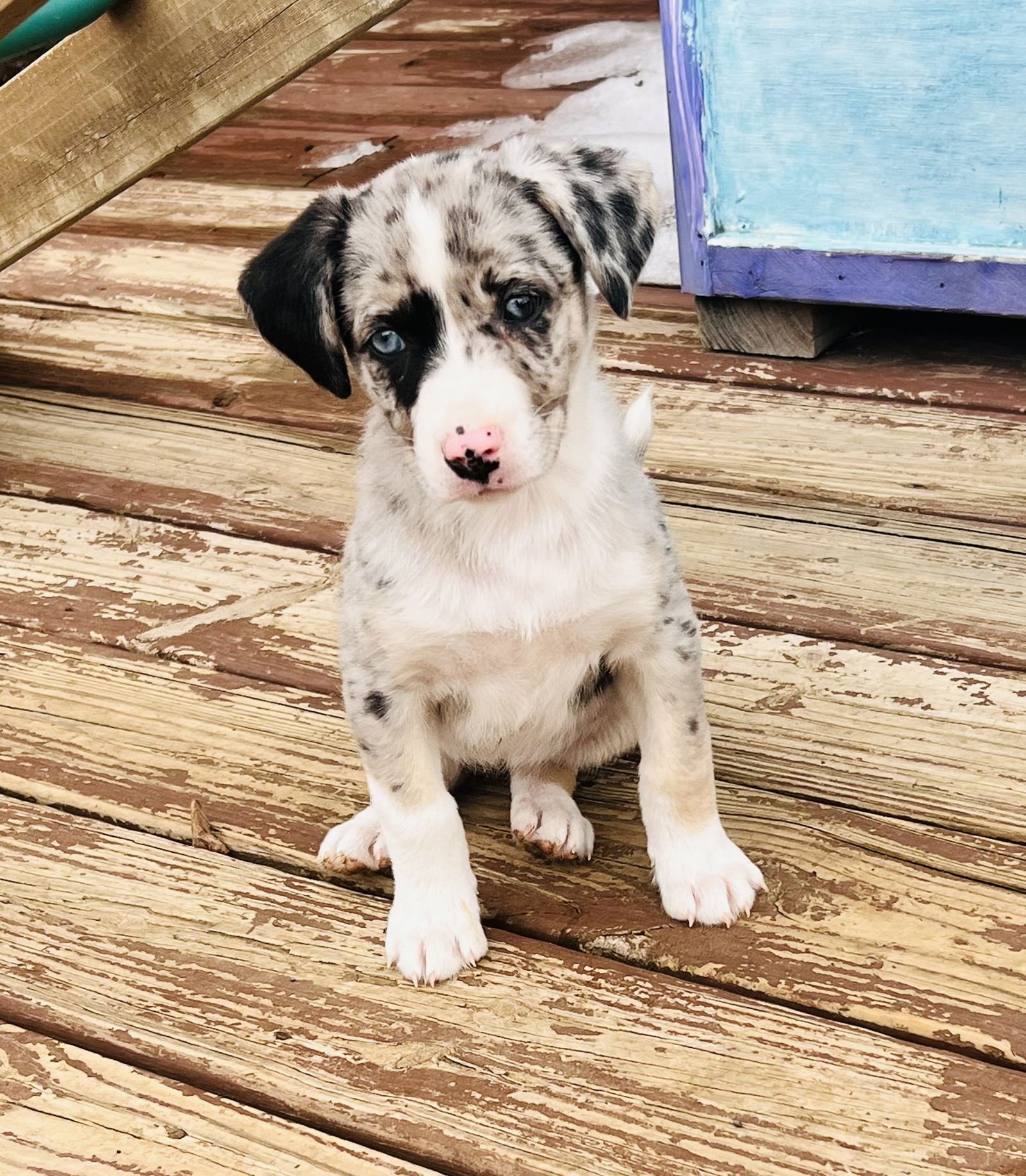 FORTUNE COOKIE (F) - Australian Shepherd available for adoption
