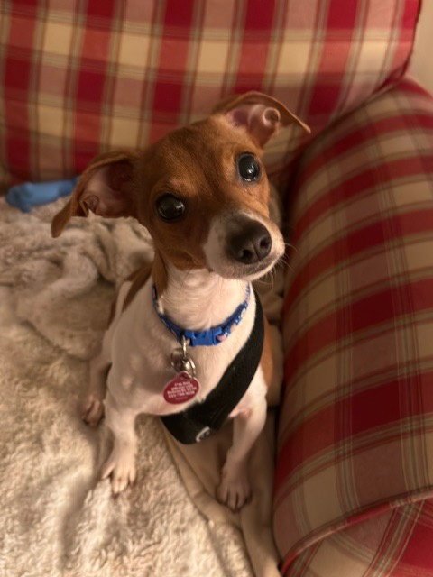 BETHANY - Chihuahua available for adoption