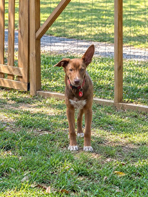 VOLT - Australian Cattle Dog/Blue Heeler available for adoption