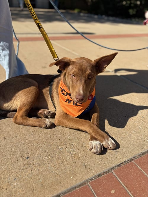 VOLT - Australian Cattle Dog/Blue Heeler available for adoption