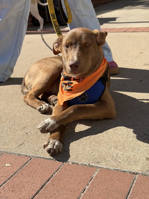 VOLT - Australian Cattle Dog/Blue Heeler available for adoption