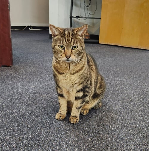 LIBBY - Domestic Short Hair available for adoption