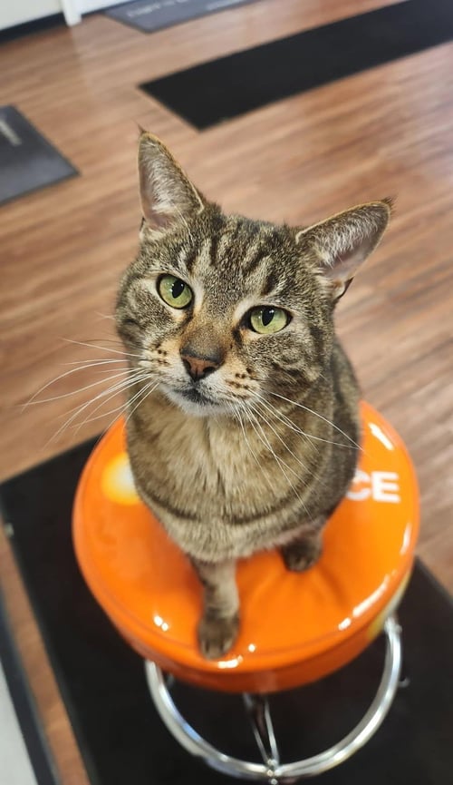 LIBBY - Domestic Short Hair available for adoption