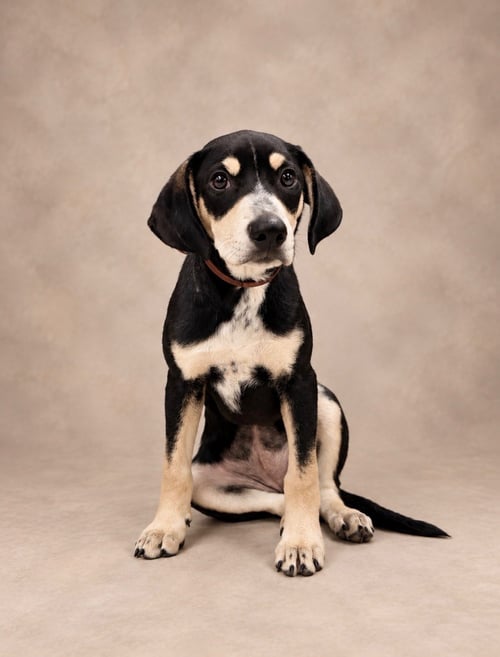 ARUGULA (F) - Hound / Australian Cattle Dog/Blue Heeler available for adoption