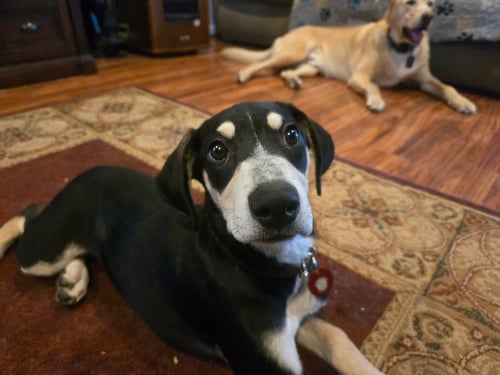 ARUGULA (F) - Hound / Australian Cattle Dog/Blue Heeler available for adoption