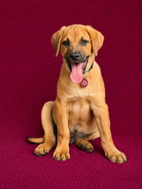 George - Photo 1