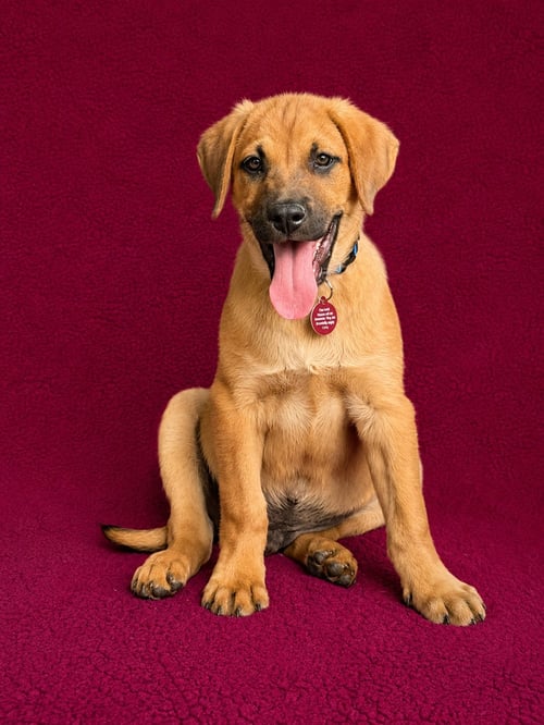 GEORGE - Labrador Retriever available for adoption