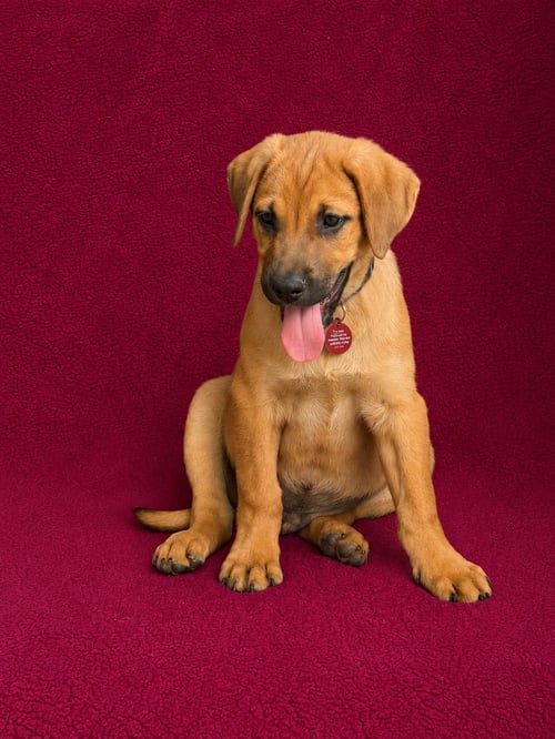 GEORGE - Labrador Retriever available for adoption