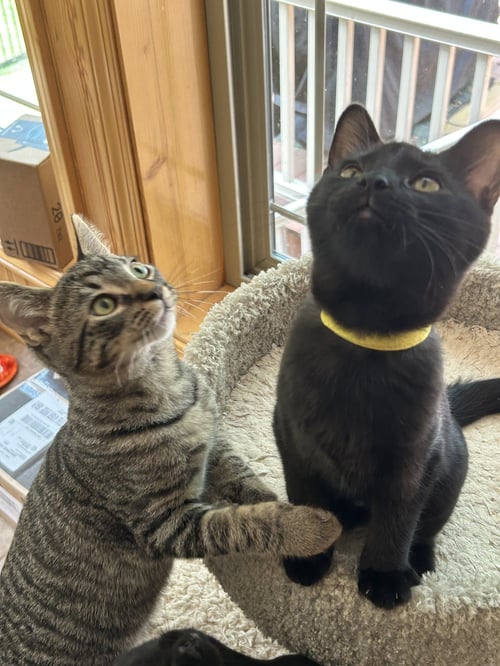 MARJORAM - Domestic Short Hair available for adoption