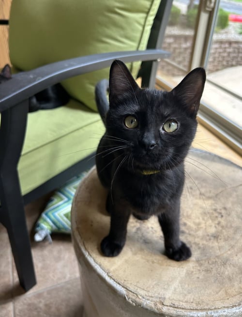 MARJORAM - Domestic Short Hair available for adoption