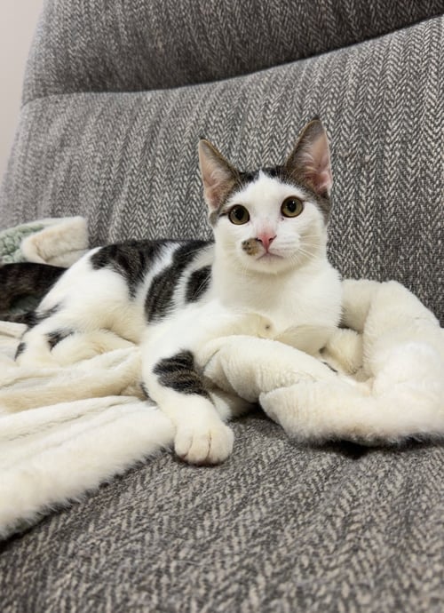 BERRY - Domestic Short Hair available for adoption
