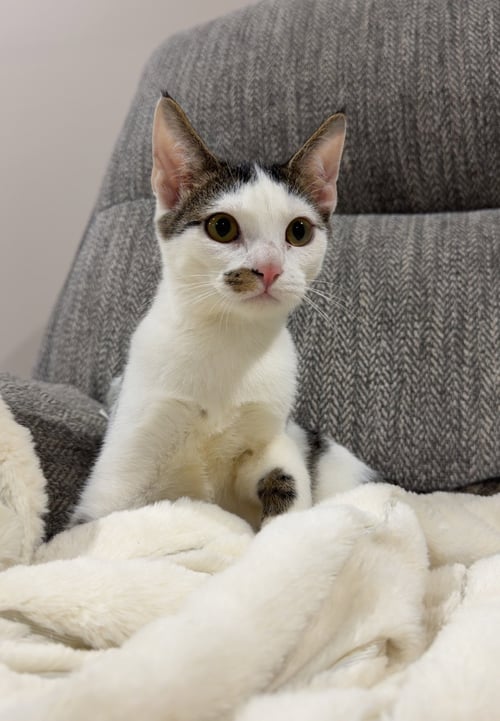 BERRY - Domestic Short Hair available for adoption