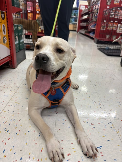 PERCY - Labrador Retriever / Pit Bull Terrier for adoption in Nashville