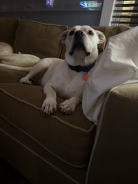 Percy - Photo 5