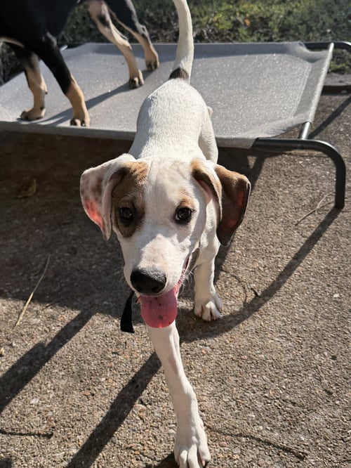 BROCCOLI (M) - Hound / Australian Cattle Dog/Blue Heeler available for adoption