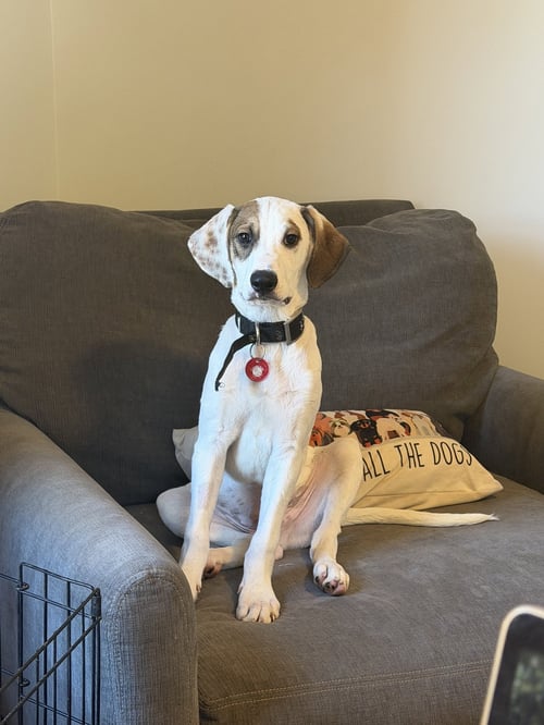 BROCCOLI (M) - Hound / Australian Cattle Dog/Blue Heeler available for adoption