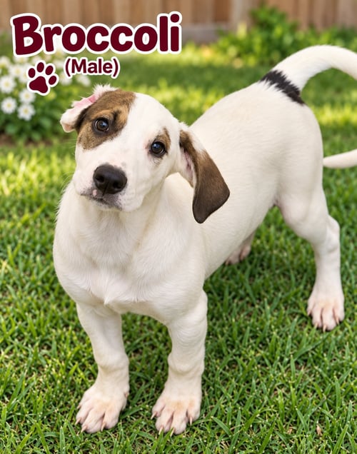 BROCCOLI (M) - Hound / Australian Cattle Dog/Blue Heeler available for adoption
