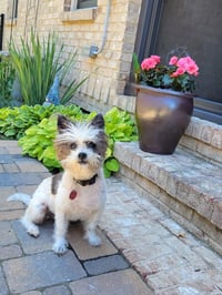 Bella - Photo 1