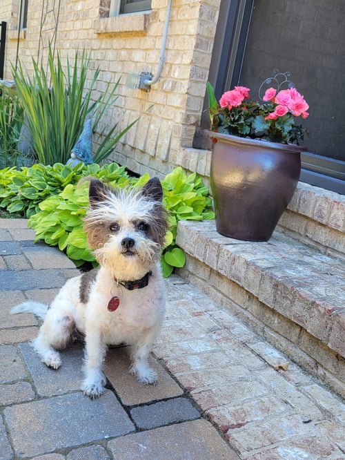 BELLA - Shih Tzu available for adoption