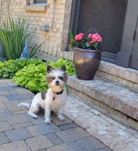 Bella - Photo 2