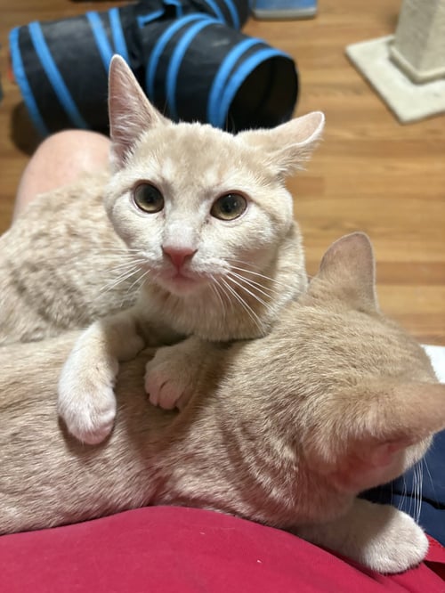 AMELIA - Domestic Short Hair available for adoption