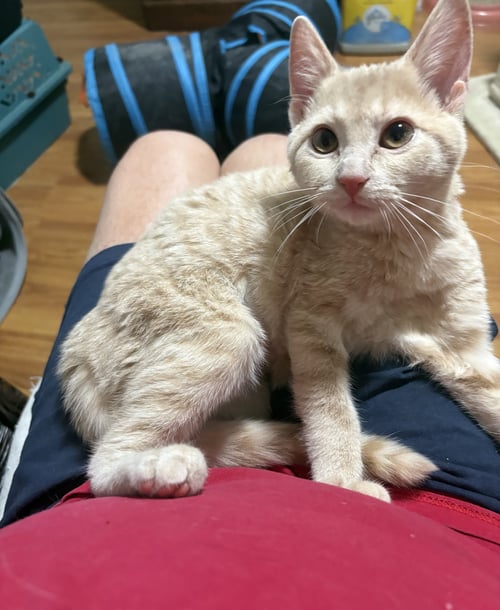 AMELIA - Domestic Short Hair available for adoption