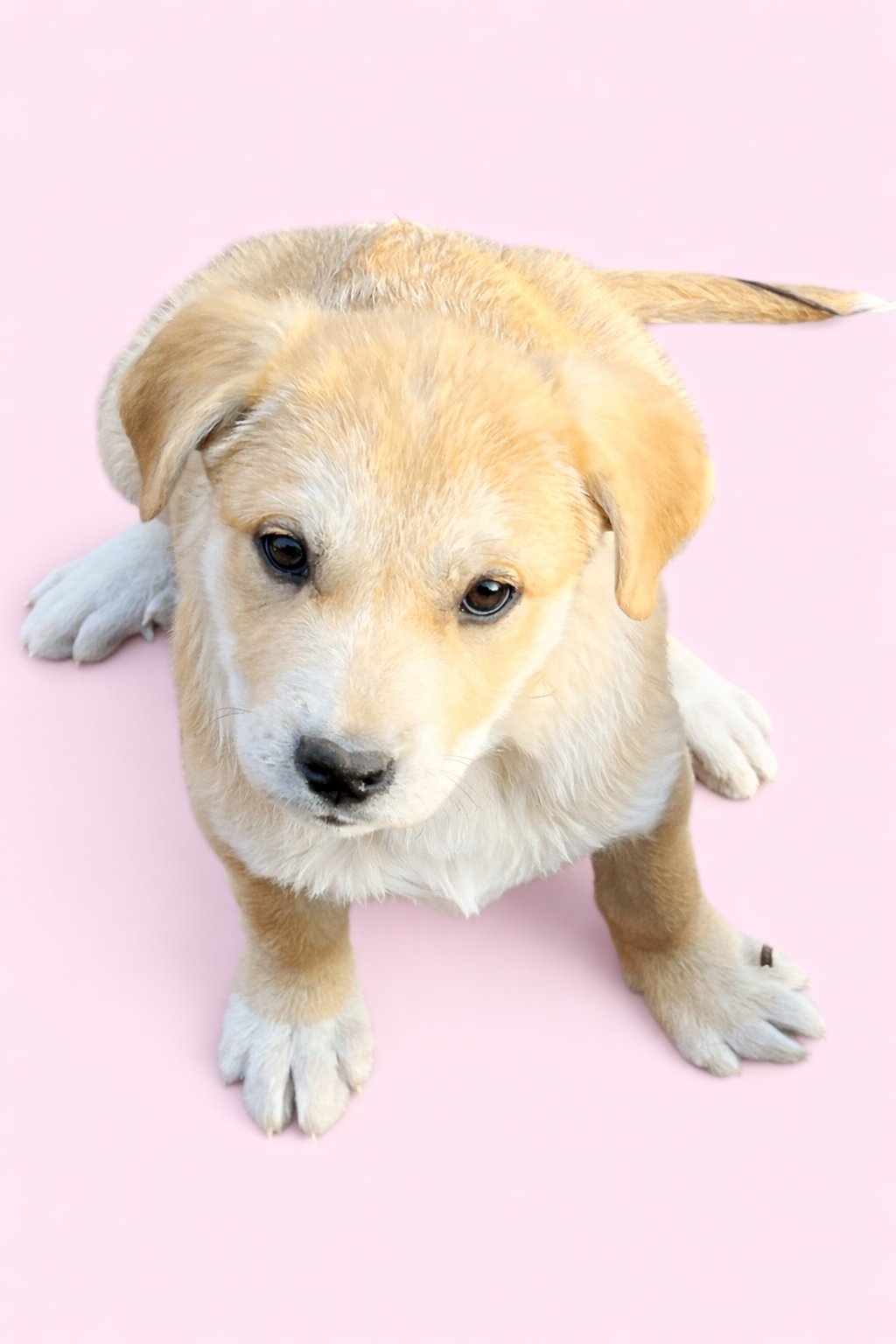 SERENA - Great Pyrenees available for adoption