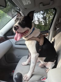 Hank - Photo 3