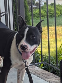 Hank - Photo 4