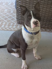 Hank - Photo 3