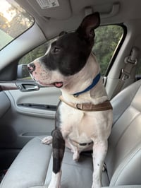 Hank - Photo 5
