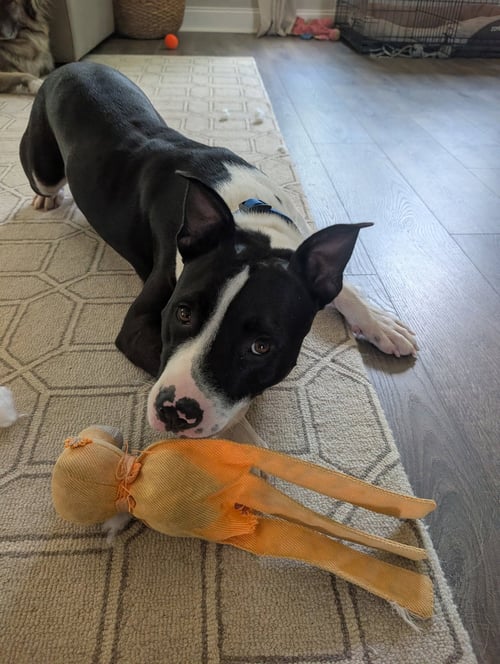 HANK - American Staffordshire Terrier available for adoption