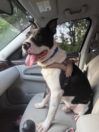Hank - Photo 4