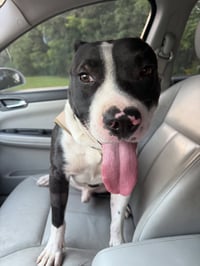 Hank - Photo 7
