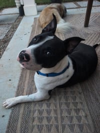 Hank - Photo 2