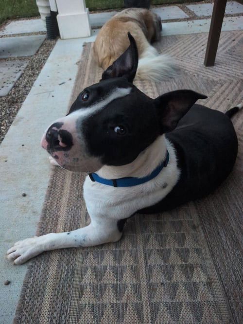 HANK - American Staffordshire Terrier available for adoption
