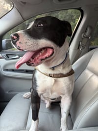 Hank - Photo 6