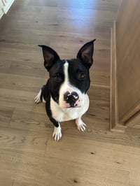 Hank - Photo 2