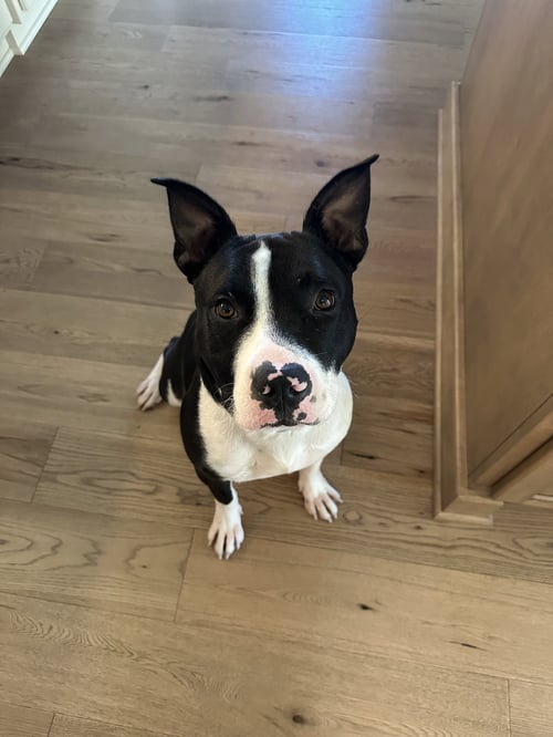 HANK - American Staffordshire Terrier available for adoption