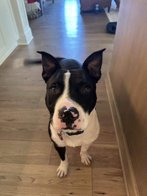 Hank Image