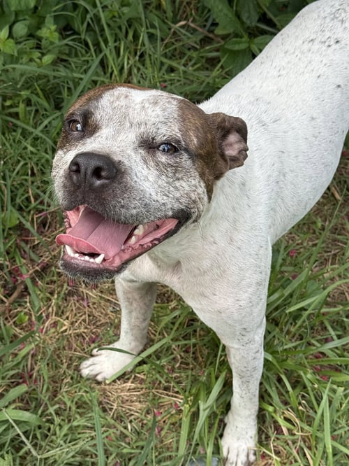 JUNE CARTER - Boxer / American Staffordshire Terrier available for adoption
