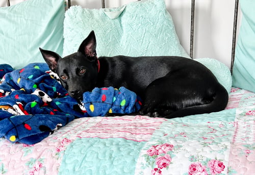 JOE FAITH - Australian Cattle Dog/Blue Heeler / Labrador Retriever for adoption in Nashville