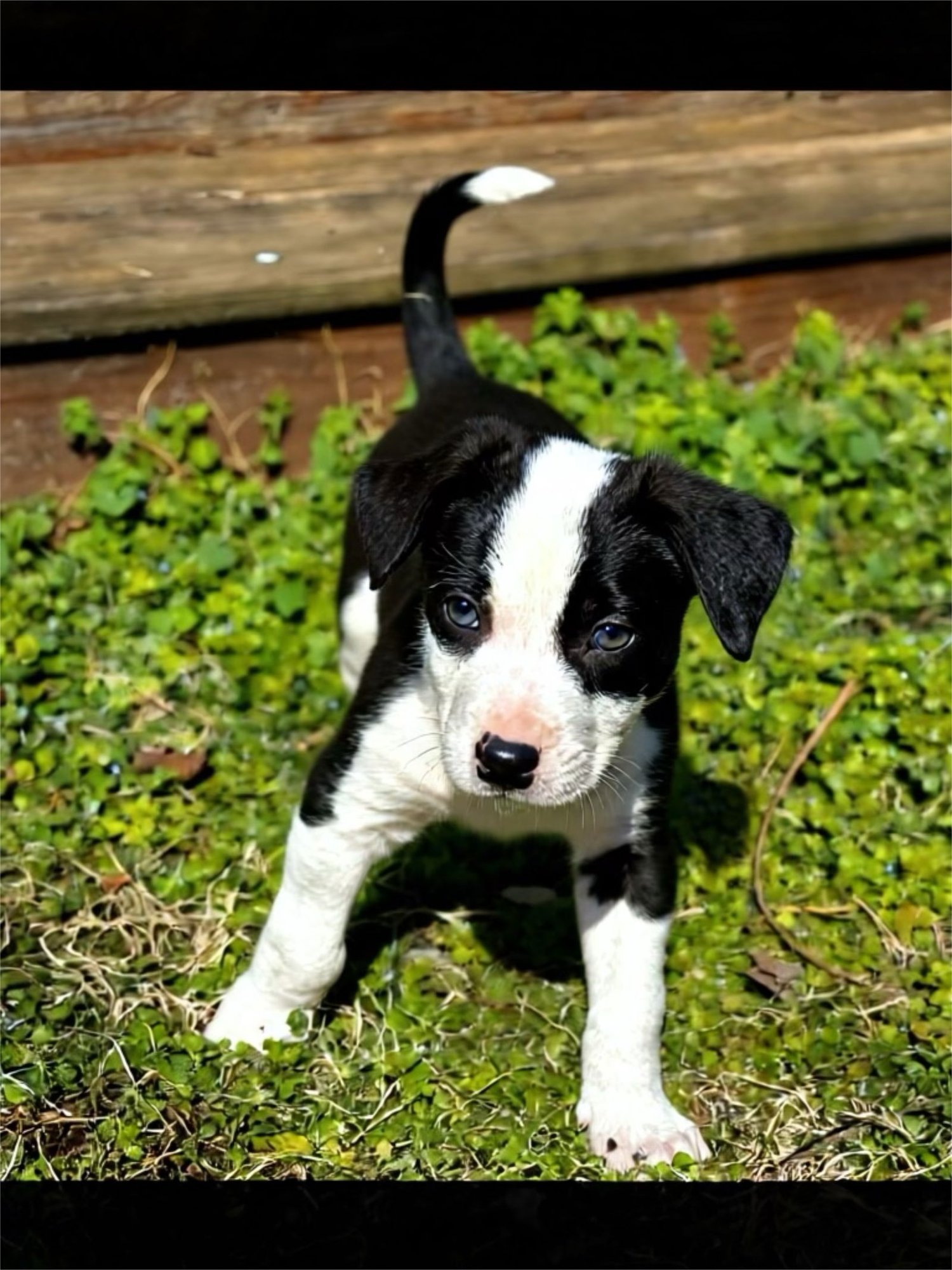 CHOCOLATE CHIP COOKIE (M) - Australian Shepherd available for adoption