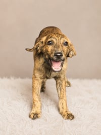 Yahtzee (m) - Photo 1